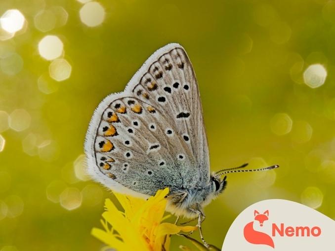 Luftige Leichtgewichte – Schmetterlinge