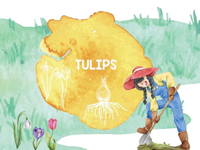 Tulpen für die Hasenheide