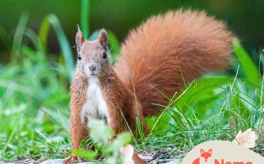 Schatzkiste Natur: Entdecken, Forschen, Spielen