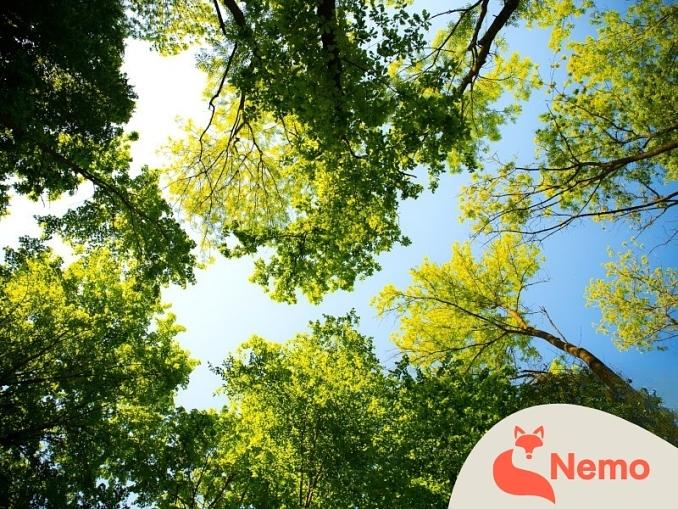 Hallo lieber Nachbar Baum!